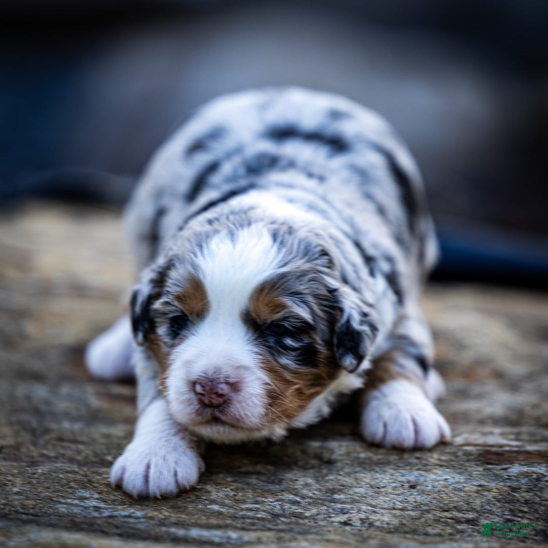 Mini Bernedoodle dogs for sale: Noli - Image 1