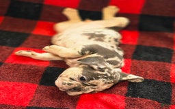 French Bulldog dogs for sale: Sylvia - Image 1