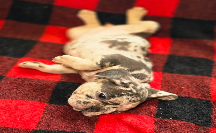 French Bulldog dogs for sale - Ad 3