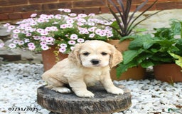 Cocker Spaniel dogs for sale: Captain - Image 3