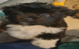 Shih Tzu dogs for sale: Shih Tzu 2 puppies - Image 1