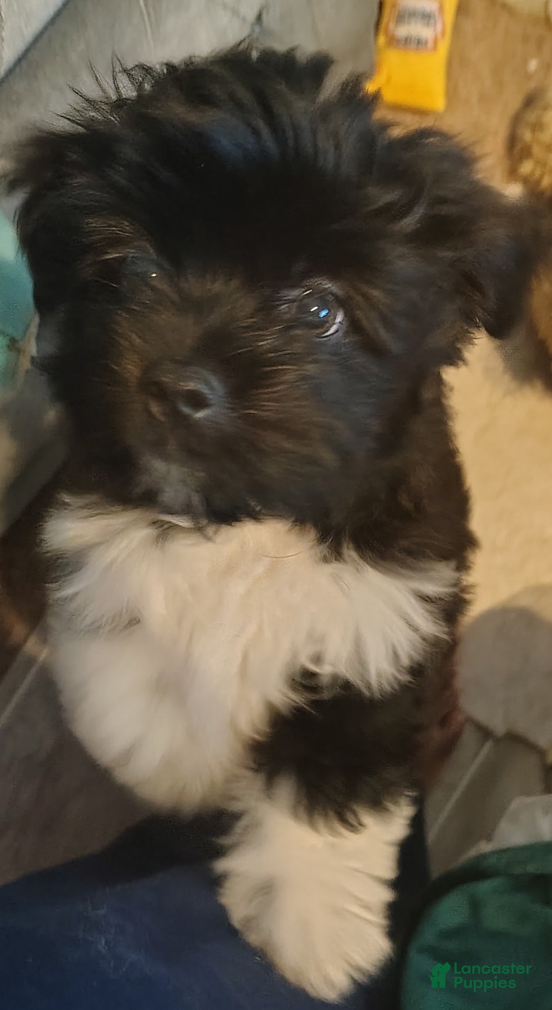 Shih Tzu dogs for sale: Shih Tzu 2 puppies - Image 1