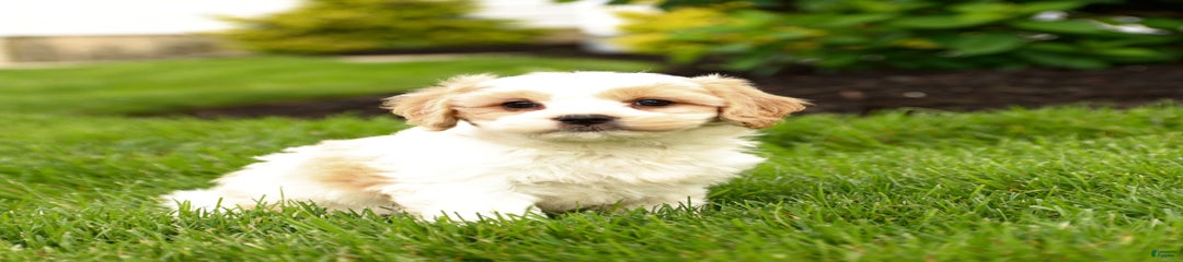 Fifi