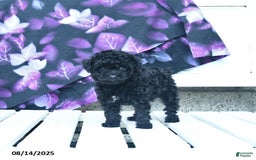 Toy Poodle dogs for sale: Twila - Image 1