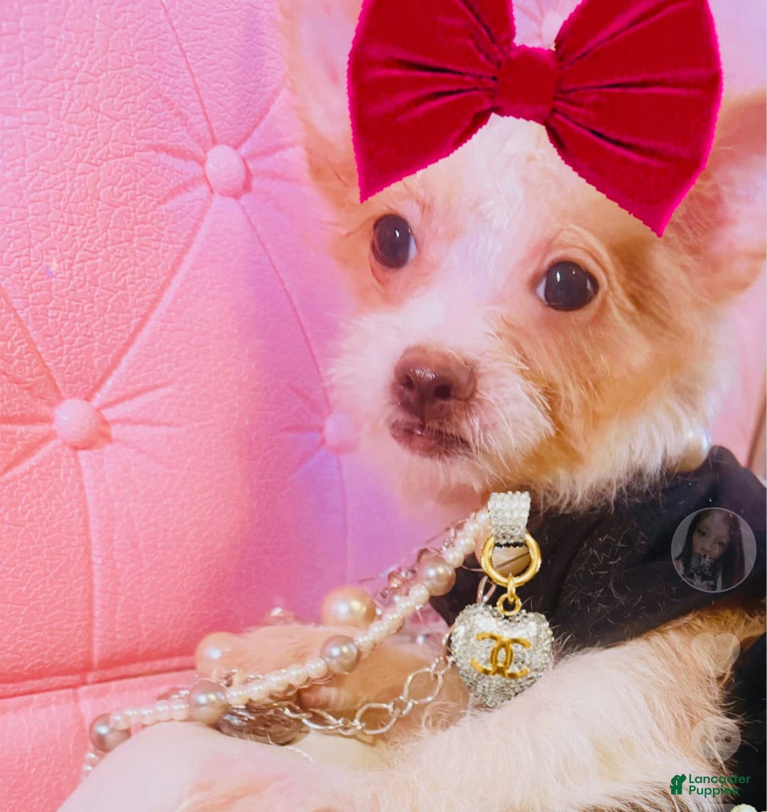 Chipoo dogs for sale: 🍯 Honey B - Image 2