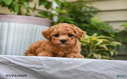 Toy Poodle dogs for sale: Leo - Image 4