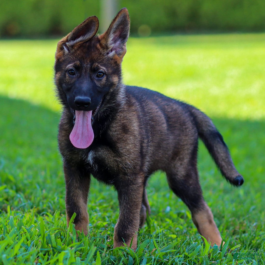 German Shepherd dogs for sale: Freya - Image 13