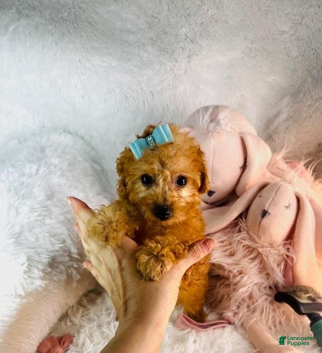 Pomeranian dogs for sale: Precious Boy - Image 1