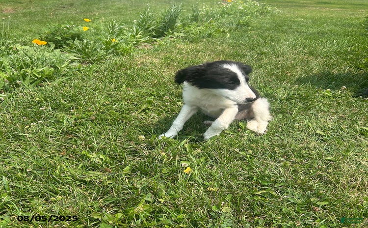 Border Collie dogs for sale - Ad 2