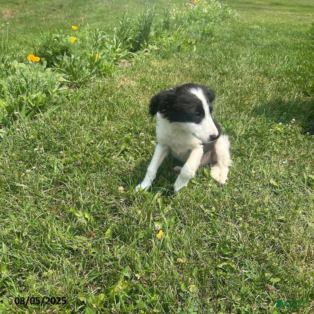 Border Collie dogs for sale: Half Dollar - Image 1