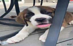 Saint Bernard dogs for sale: Oliver - Image 6