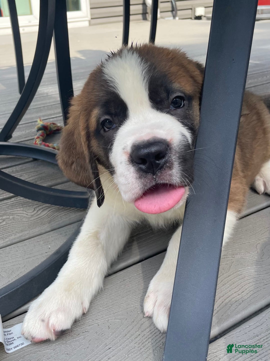 Saint Bernard dogs for sale: Oliver - Image 6