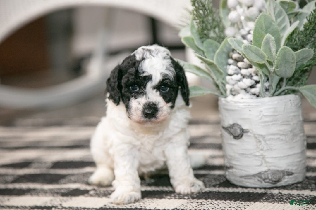 Miniature Poodle dogs for sale: Bouncer - Image 3