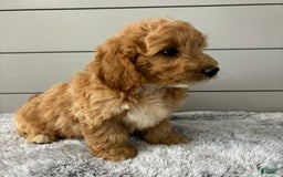 Mini Goldendoodle dogs for sale: Jasper - Image 5