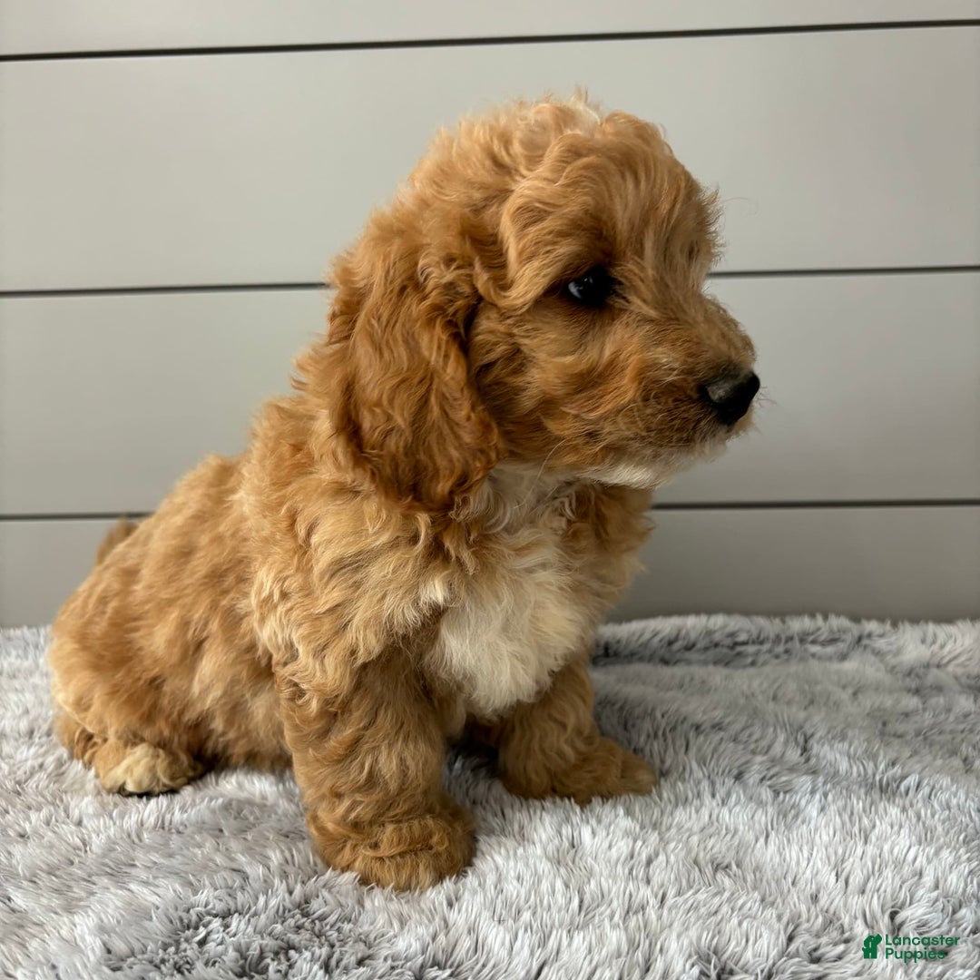 Mini Goldendoodle dogs for sale: Jasper - Image 5
