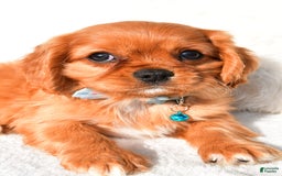 Cavalier King Charles Spaniel dogs for sale: Harrison - Image 4