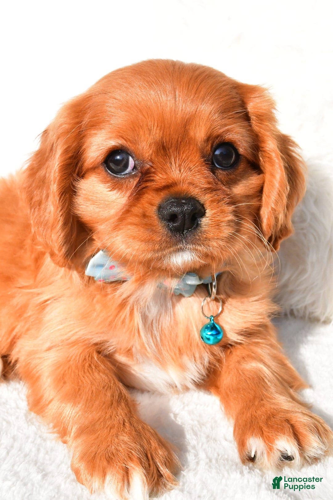 Cavalier King Charles Spaniel dogs for sale: Harrison - Image 4