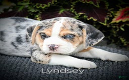 Beabull dogs for sale: Lyndsey - Image 2