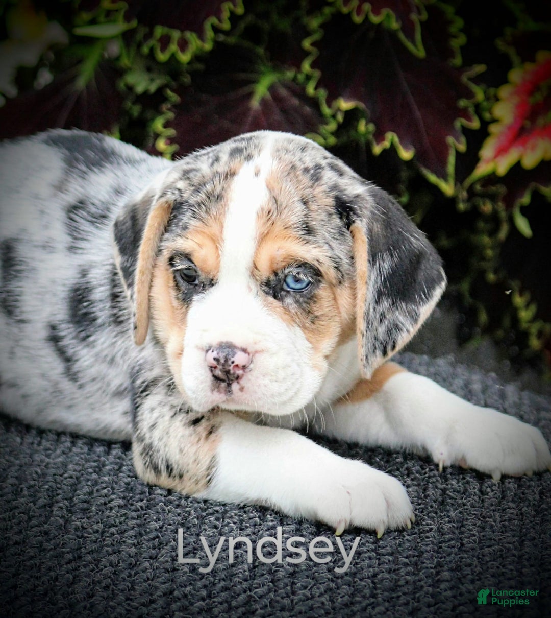 Beabull dogs for sale: Lyndsey - Image 2