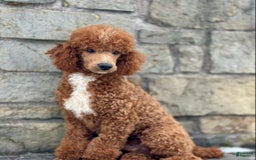 Standard Poodle dogs for sale: London Moyen - Image 20