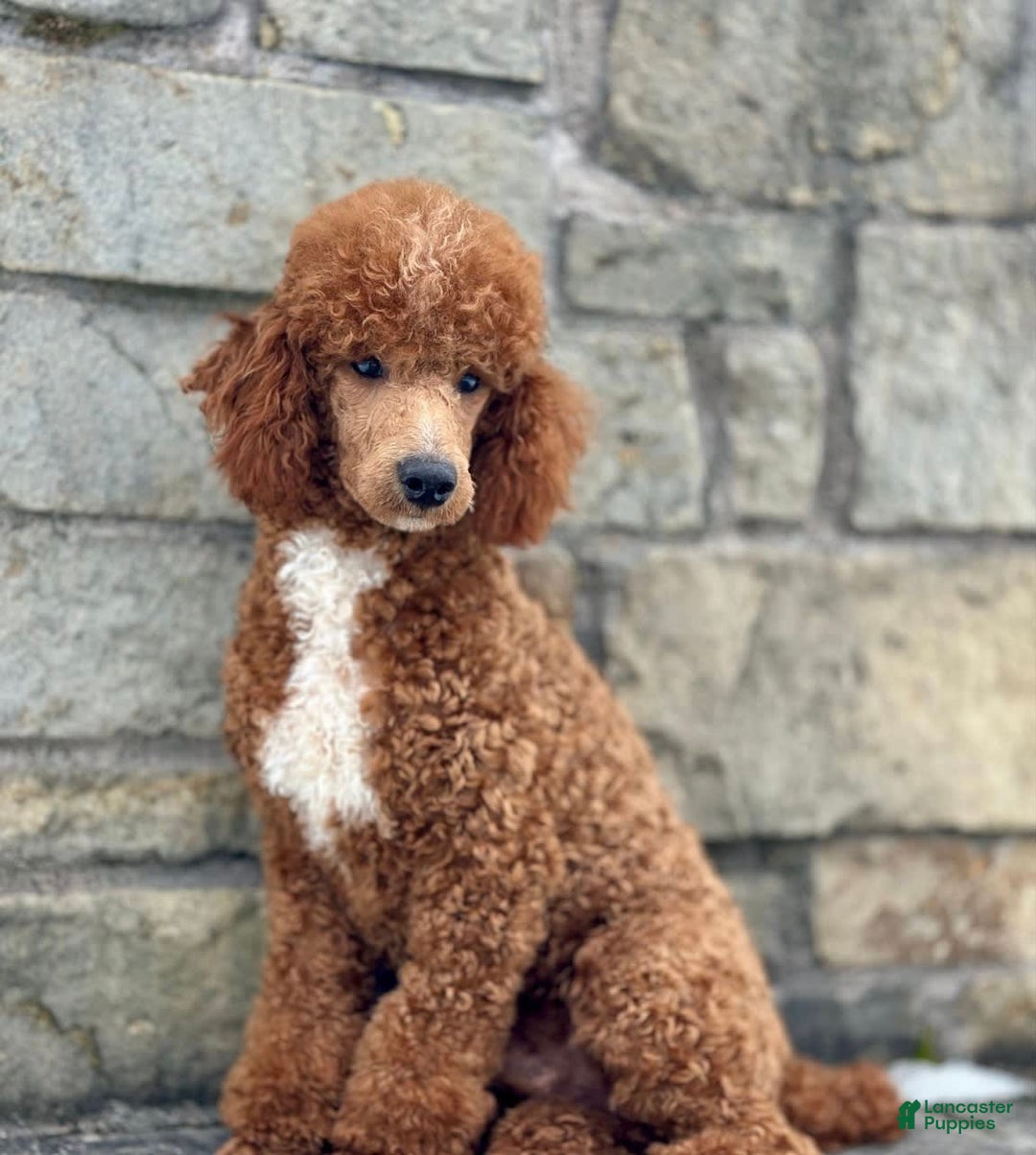 Standard Poodle dogs for sale: London Moyen - Image 20