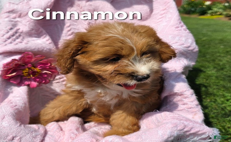 Cavapoo dogs for sale - Ad 1