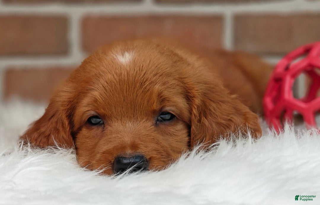 Goldendoodle dogs for sale: Ranger - Image 10