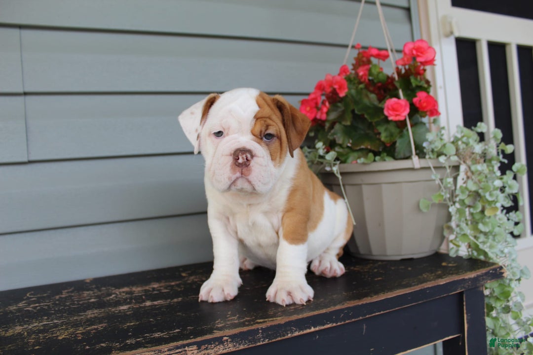 English Bulldog dogs for sale: Ruby - Image 4