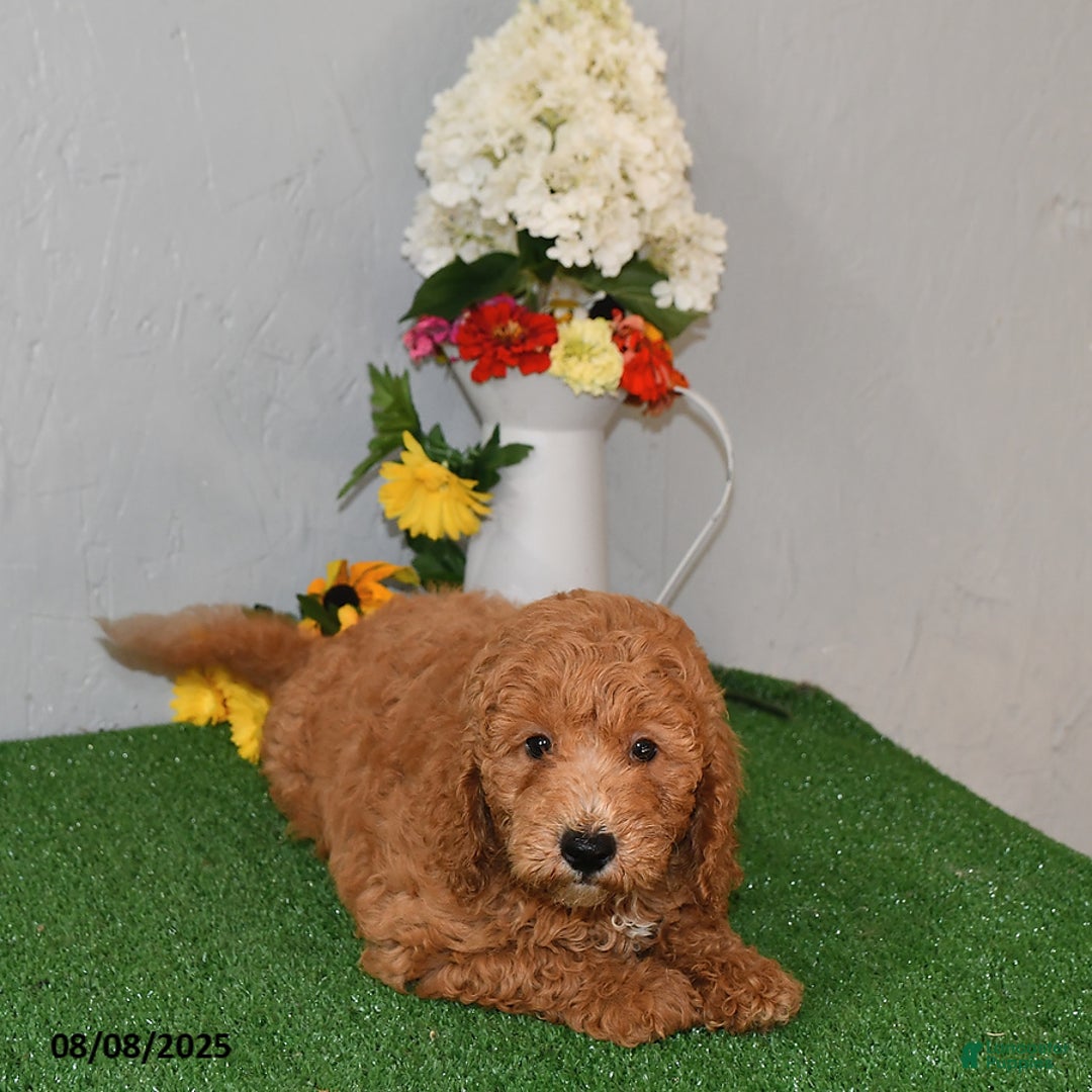 Bichpoo dogs for sale: Bichpoo 4 puppies - Image 5