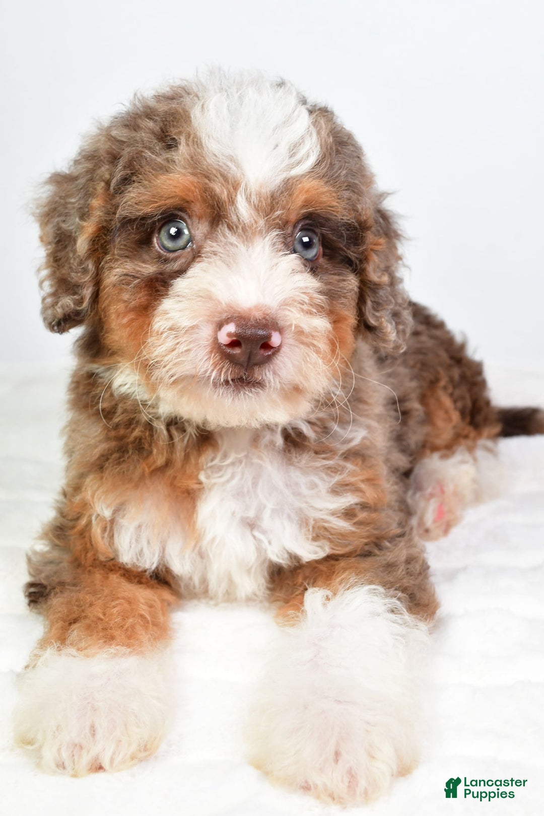Mini Bernedoodle dogs for sale: Winston - Image 2