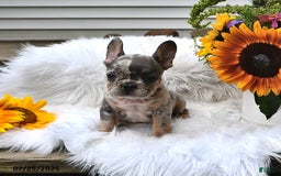French Bulldog dogs for sale: Half And Half - Image 2