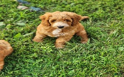 Irish Doodle dogs for sale: Celeste-mini Irish Doodle - Image 12