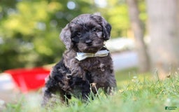 Cockapoo dogs for sale: Monty - Image 1