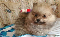Pomeranian dogs for sale: June - Image 2