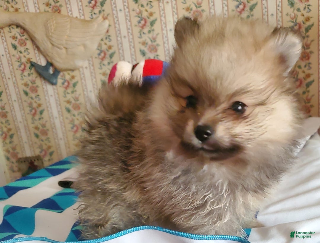 Pomeranian dogs for sale: June - Image 2