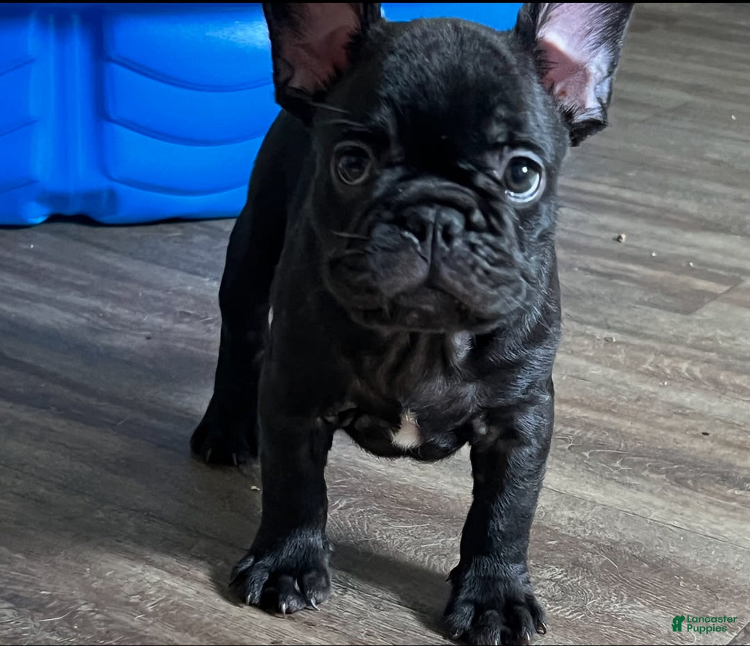 French Bulldog dogs for sale: Jack - Image 8