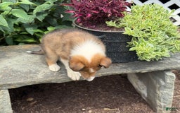 Collie dogs for sale: Albie - Image 6