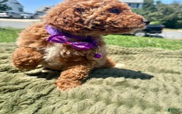 Mini Goldendoodle dogs for sale: Zoe - Image 1