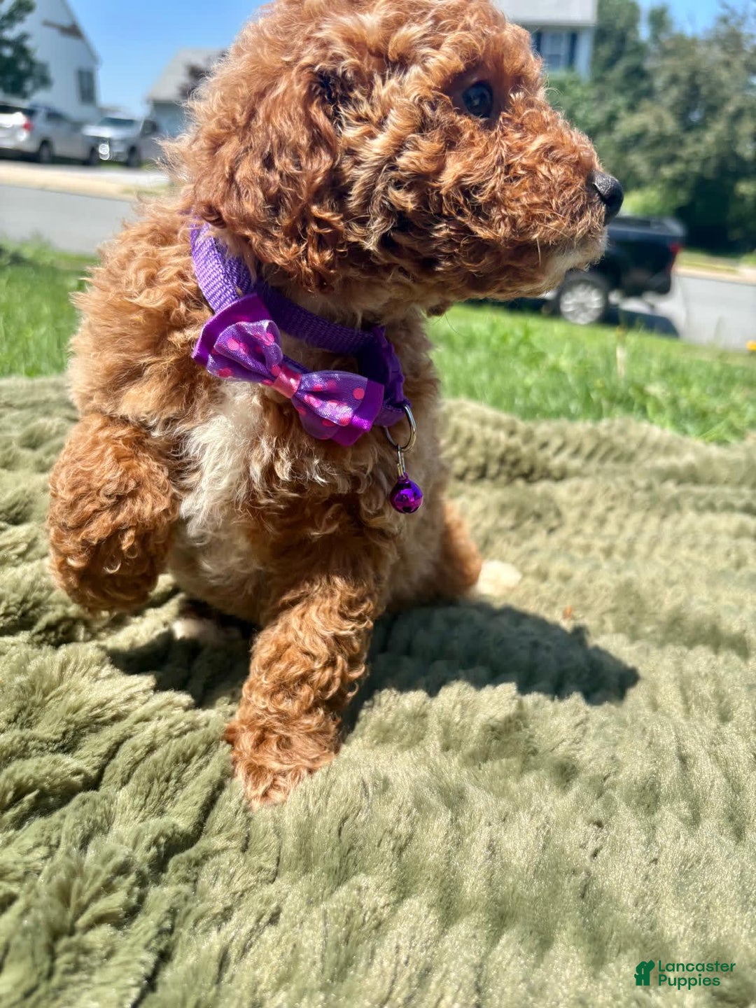 Mini Goldendoodle dogs for sale: Zoe - Image 1