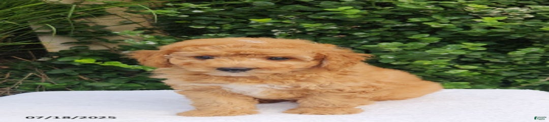 Wilbur