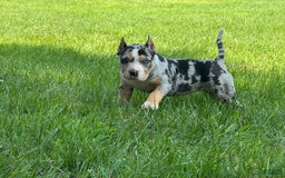 American Bully dogs for sale: Remi - Image 6