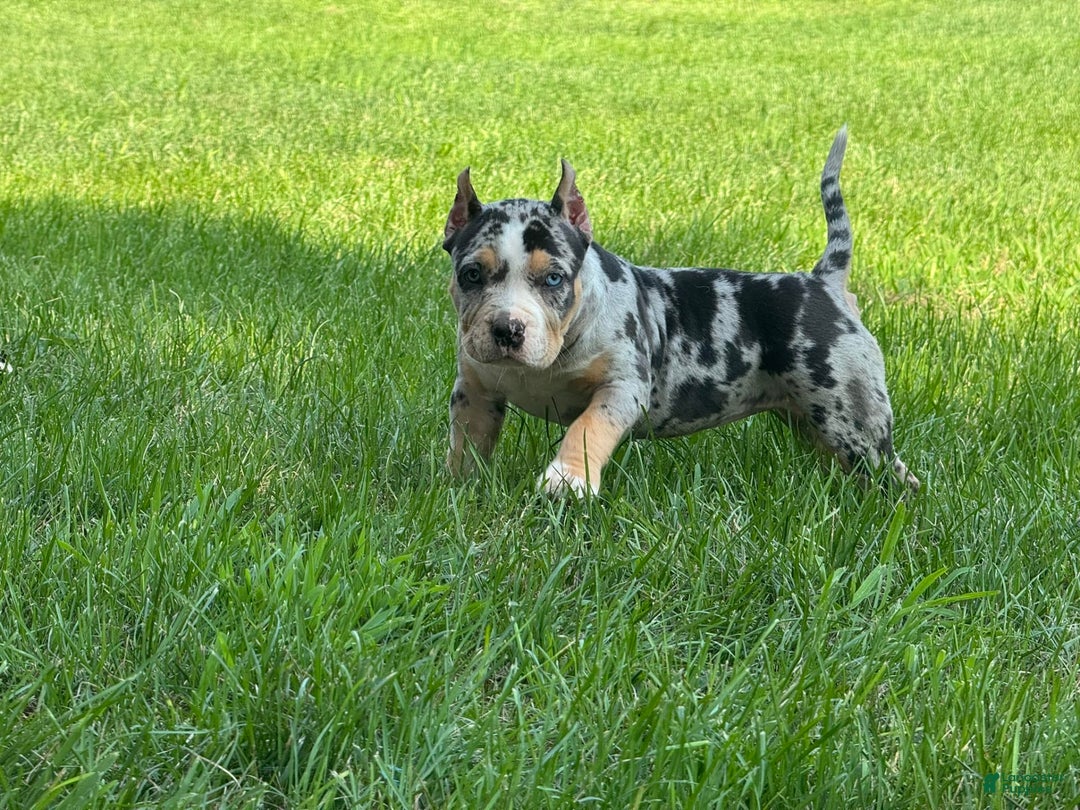 American Bully dogs for sale: Remi - Image 6