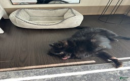 Pomeranian dogs for sale: Ozzy - Image 4