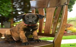Belgian Malinois dogs for sale: Amber - Image 1