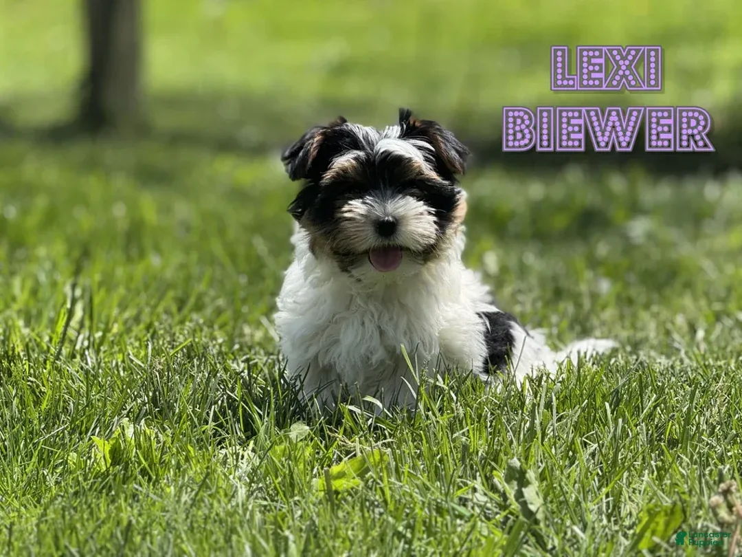 Yorkshire Terrier dogs for sale: Lexi - Image 3