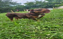 Olde English Bulldogge dogs for sale: Maple - Image 4