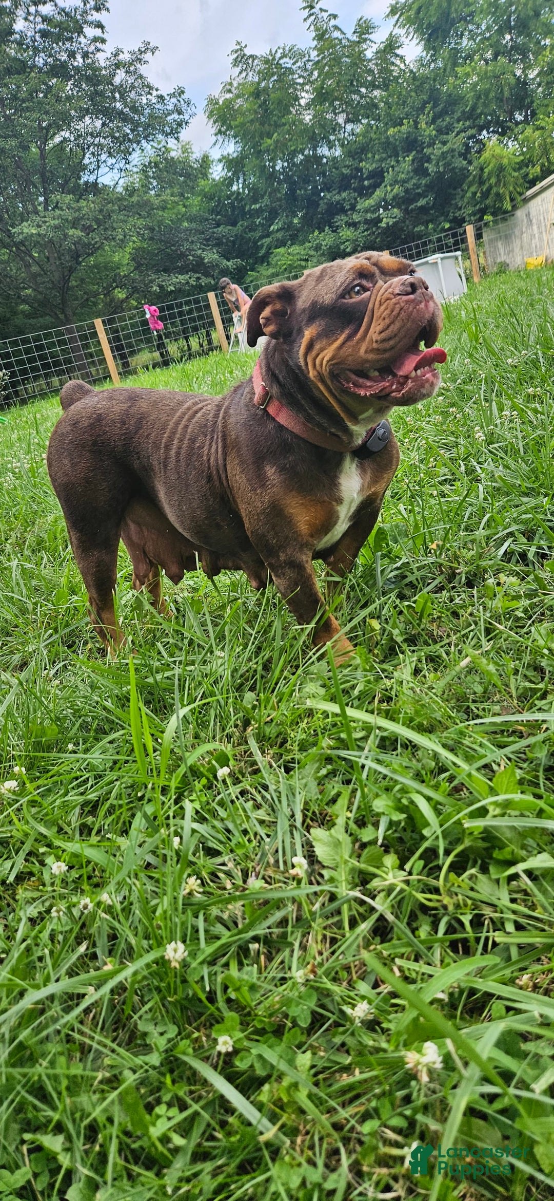 Olde English Bulldogge dogs for sale: Maple - Image 4