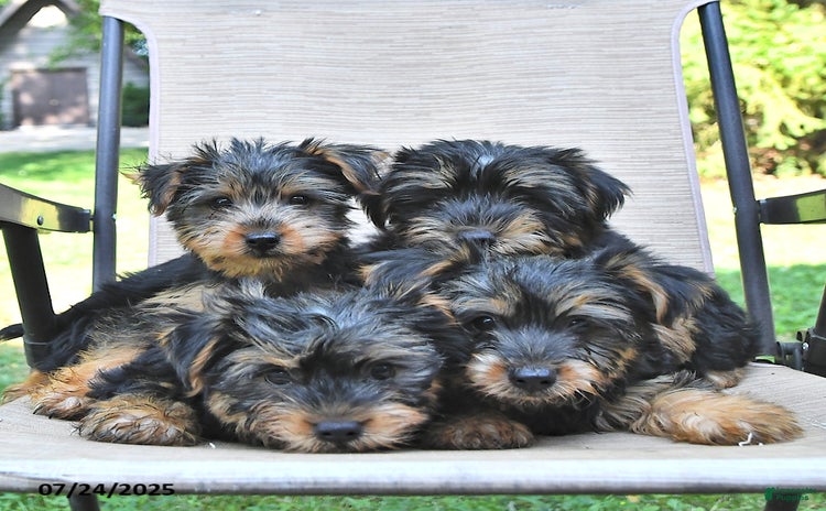 Yorkshire Terrier dogs for sale - Ad 1