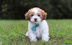 Shihpoo dogs for sale: Hudson - Image 2