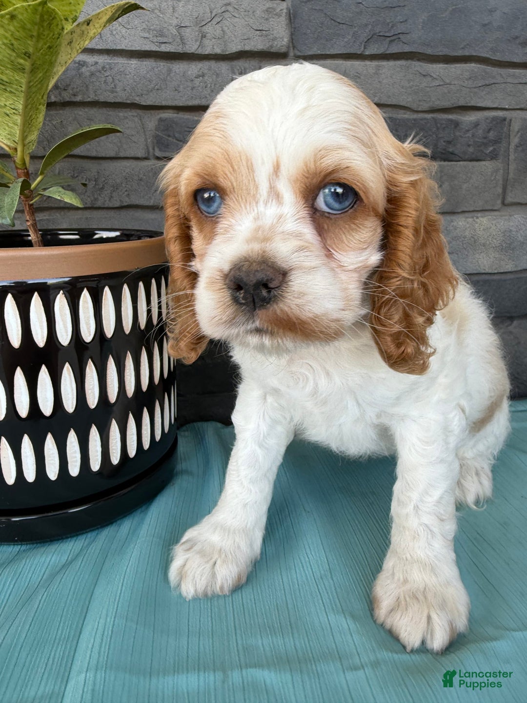 Cocker Spaniel dogs for sale: Twila - Image 2